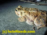/home//u458753944/public_html/sourcegallery//Roxborough Toad Detour/2013-2019/2013/2013-04-09/P1120074.JPG